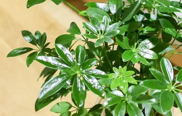 冬天鵝掌藤落葉,3點原因要知道,做好才能蹭蹭長新葉!