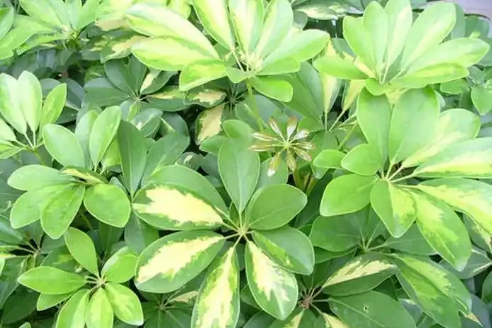 冬天鵝掌藤落葉,3點原因要知道,做好才能蹭蹭長新葉!