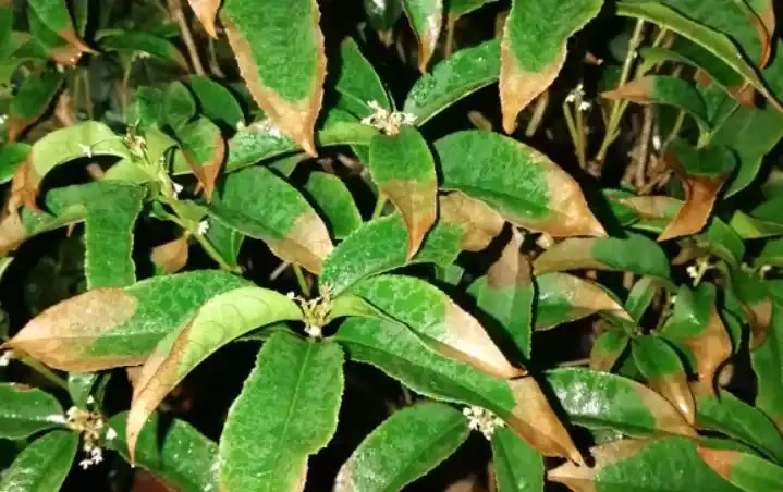 冬季木樨幹葉落葉,原因有4個,合理調整處理,它還是一棵好花!