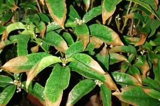 冬季木樨幹葉落葉，原因有4個，合理調整處理，它還是一棵好花！