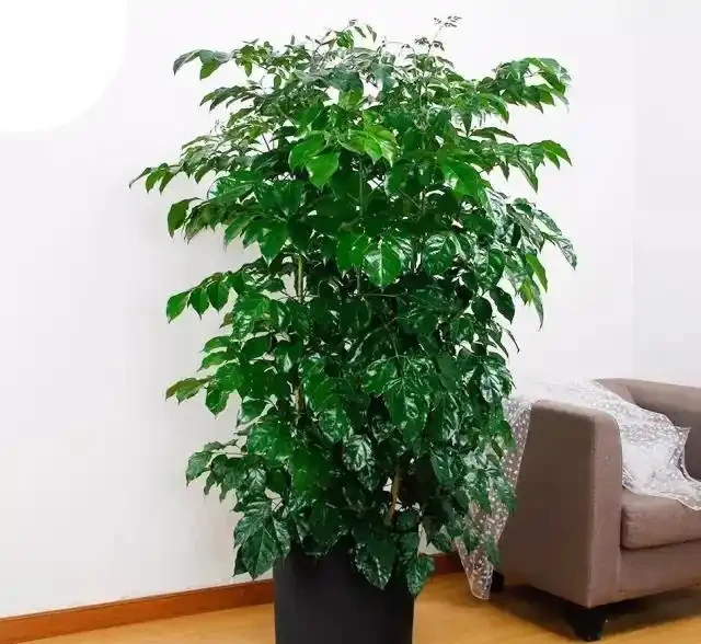 幸福樹澆水過多,腐根落葉,這樣處理快速恢復正常生長