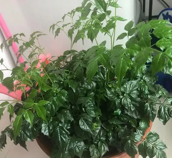 幸福樹澆水過多,腐根落葉,這樣處理快速恢復正常生長