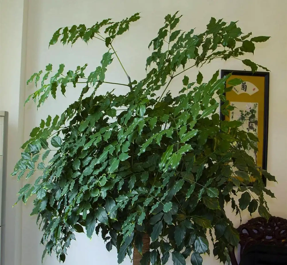 幸福樹澆水過多,腐根落葉,這樣處理快速恢復正常生長