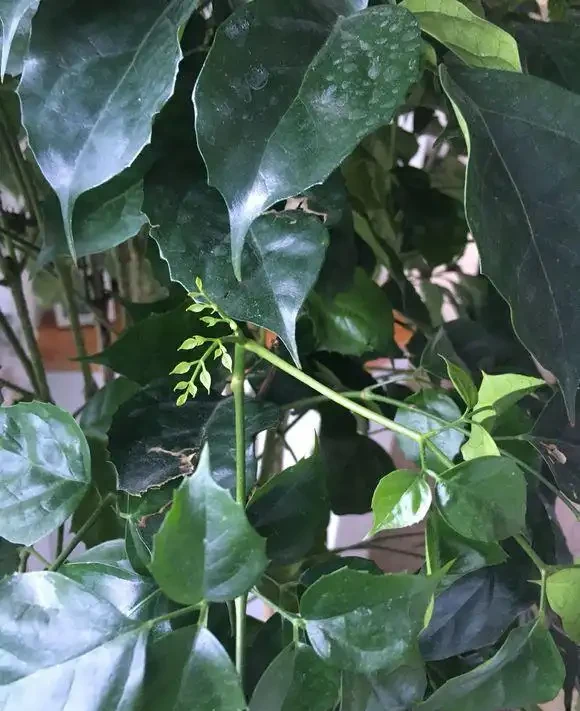 幸福樹澆水過多,腐根落葉,這樣處理快速恢復正常生長