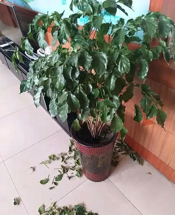 幸福樹澆水過多,腐根落葉,這樣處理快速恢復正常生長