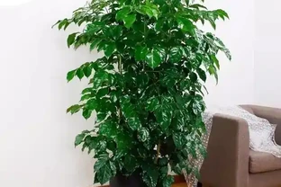 幸福樹澆水過多，腐根落葉，這樣處理快速恢復正常生長
