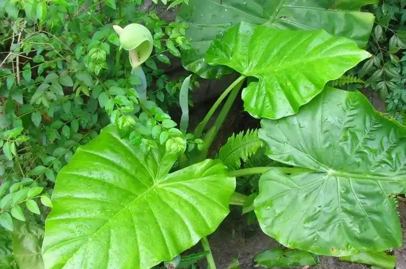 客廳養花有忌諱,這6種植物,能不養就不養,為什麼?