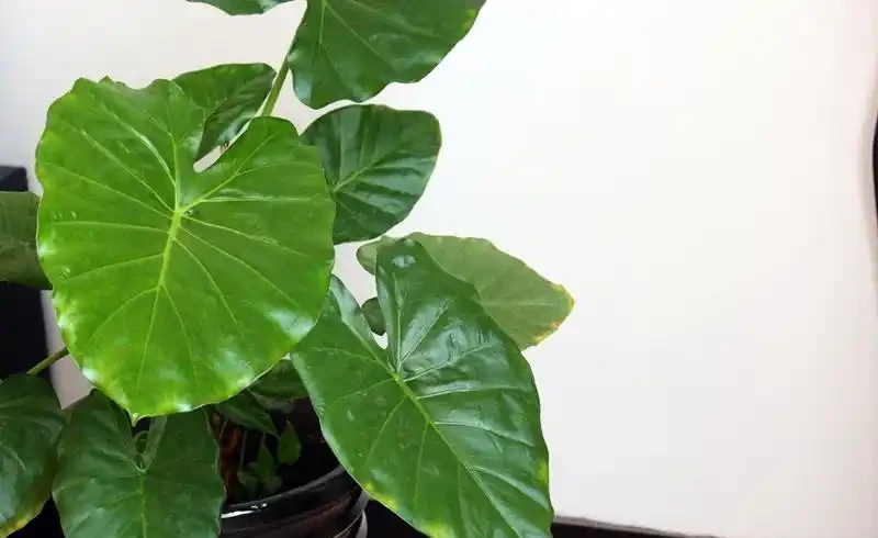 客廳養花有忌諱,這6種植物,能不養就不養,為什麼?
