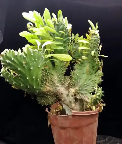 客廳養花有忌諱,這6種植物,能不養就不養,為什麼?