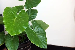 客廳養花有忌諱，這6種植物，能不養就不養，為什麼？