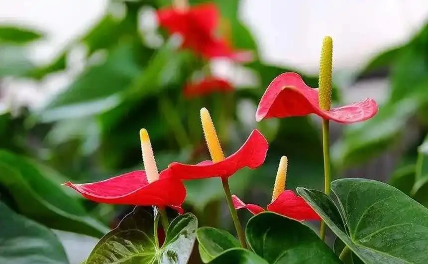 紅豔豔的火鶴花花,黃葉1大片?找這4個「原因」,對症下藥