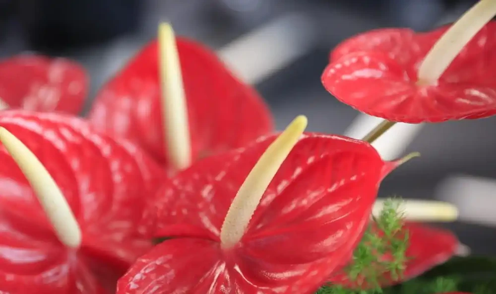 紅豔豔的火鶴花花,黃葉1大片?找這4個「原因」,對症下藥