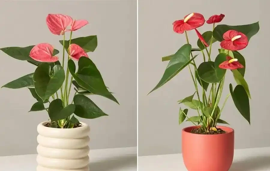 紅豔豔的火鶴花花,黃葉1大片?找這4個「原因」,對症下藥