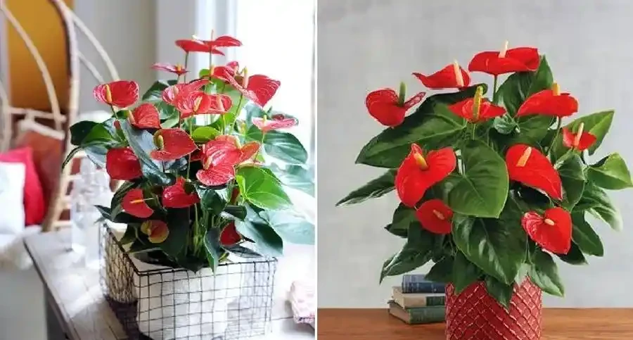 紅豔豔的火鶴花花,黃葉1大片?找這4個「原因」,對症下藥