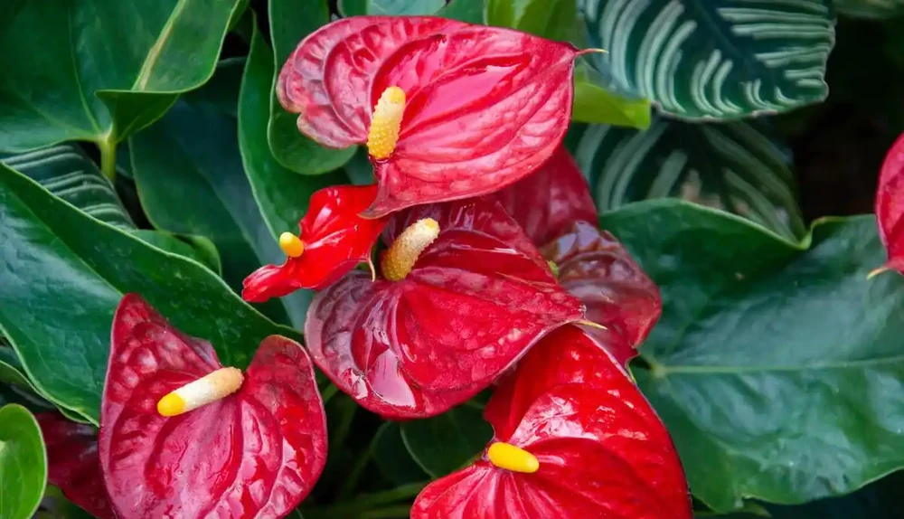 紅豔豔的火鶴花花,黃葉1大片?找這4個「原因」,對症下藥