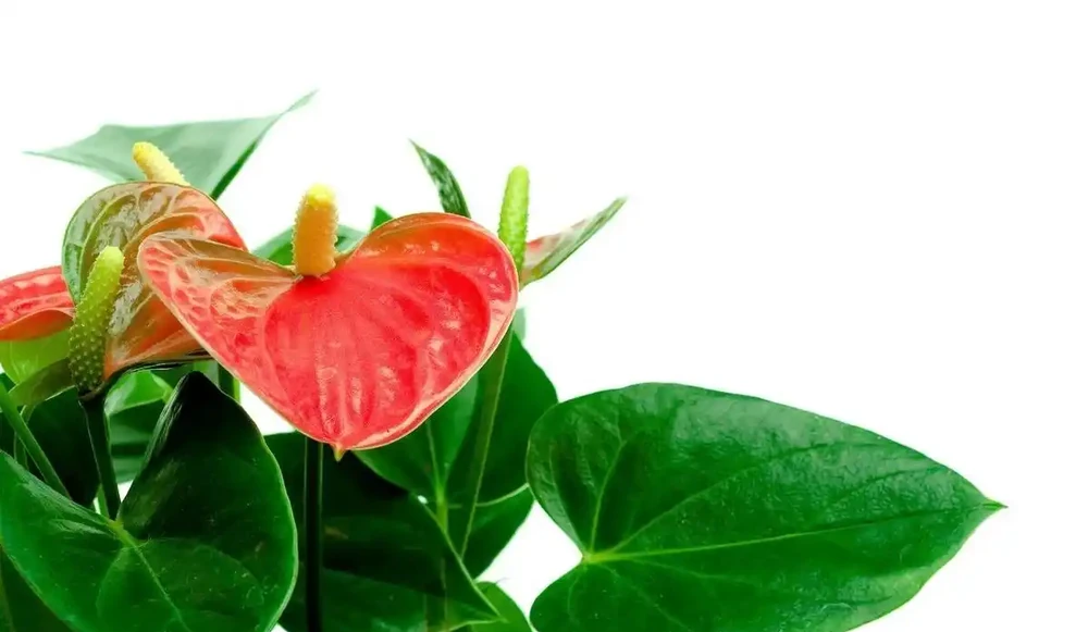 紅豔豔的火鶴花花,黃葉1大片?找這4個「原因」,對症下藥