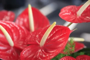 紅豔豔的火鶴花花，黃葉1大片？找這4個「原因」，對症下藥