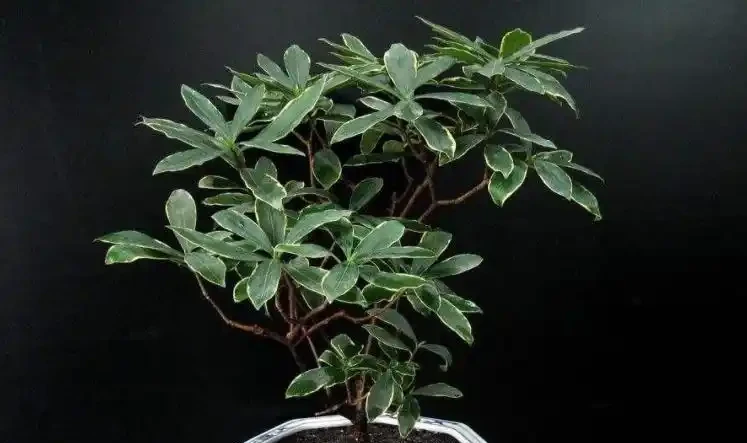 瑞香適合春季換盆,園土換成介質土,掌握好技巧,不管它都開花!