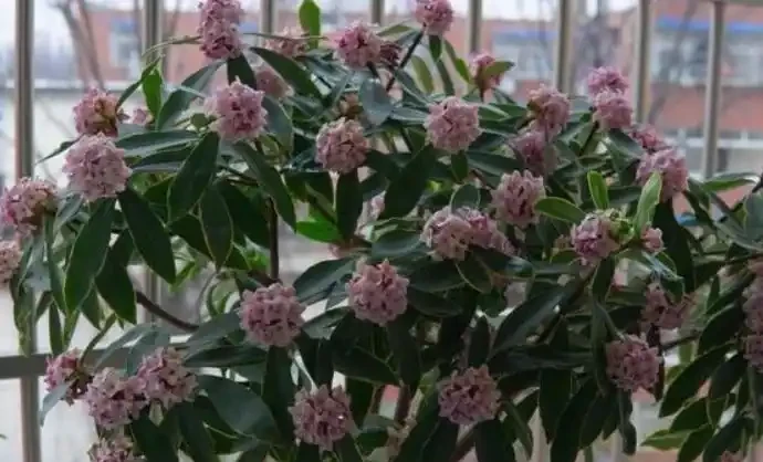 瑞香適合春季換盆,園土換成介質土,掌握好技巧,不管它都開花!