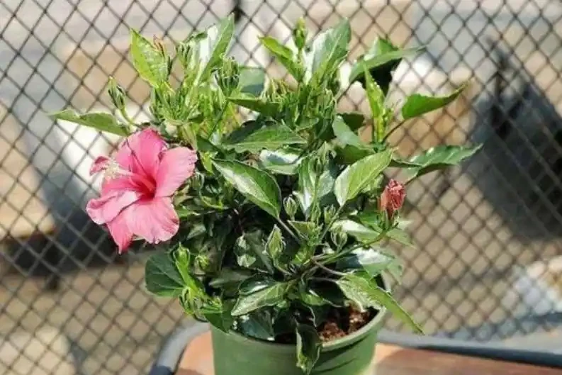 盆太高澆水腐根怎麼辦?這4種「小東西」墊盆底,不用再擔心!