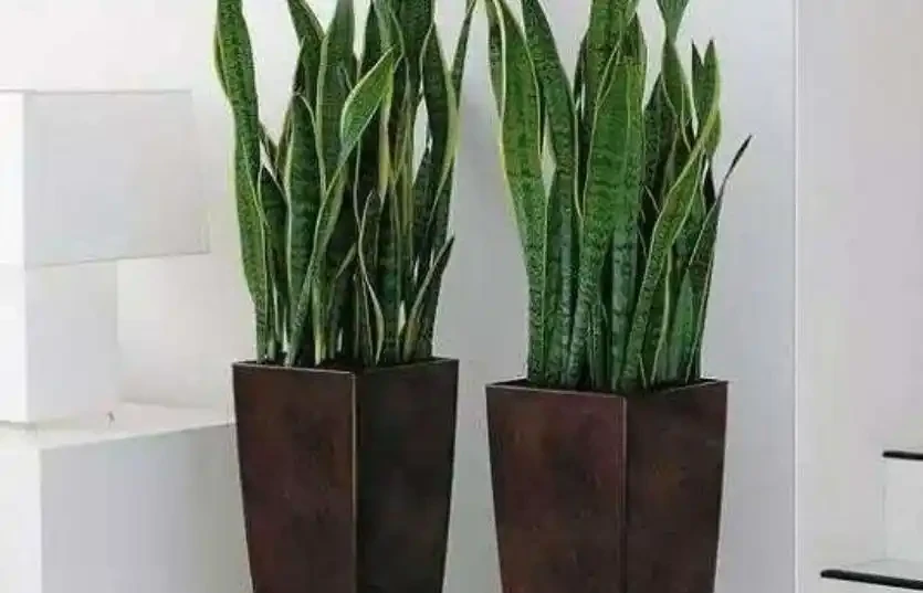盆太高澆水腐根怎麼辦?這4種「小東西」墊盆底,不用再擔心!