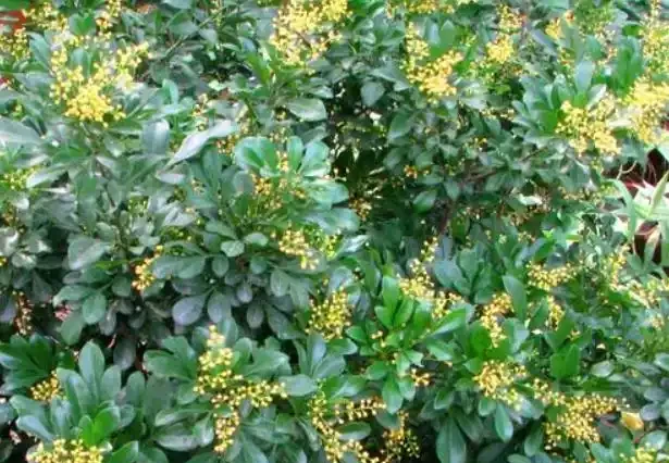 用醋澆花「不忽悠」，雖然它含鹽，但是用對能調酸，還能增加抗性