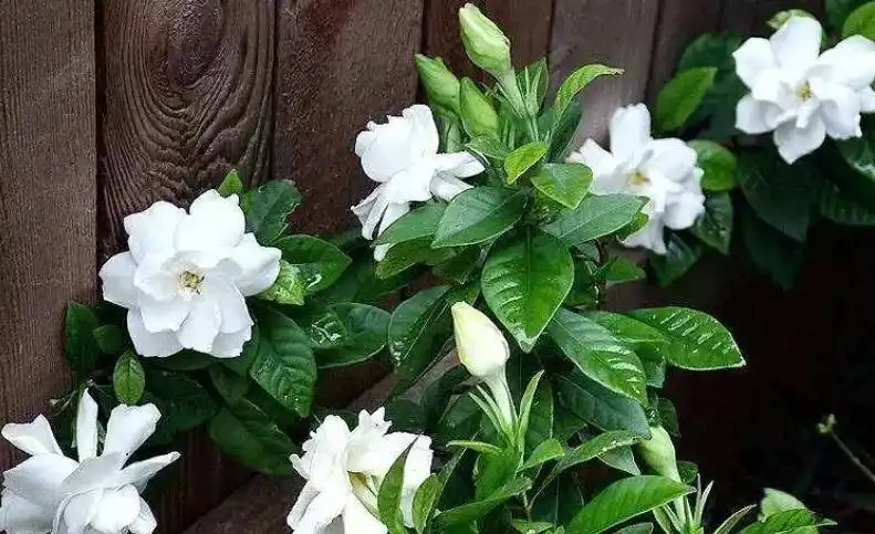 用醋澆花「不忽悠」，雖然它含鹽，但是用對能調酸，還能增加抗性