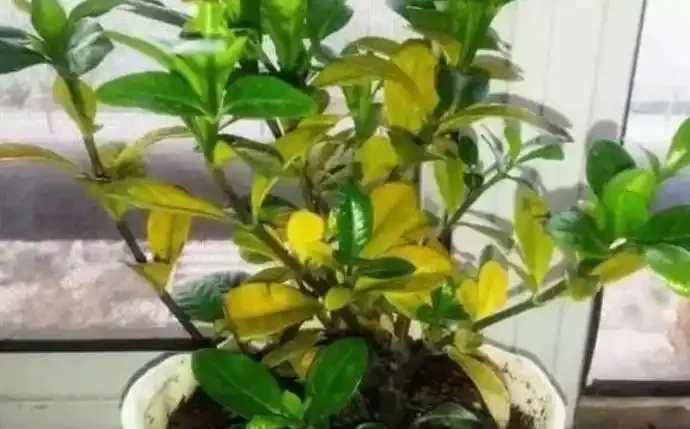 用醋澆花「不忽悠」，雖然它含鹽，但是用對能調酸，還能增加抗性