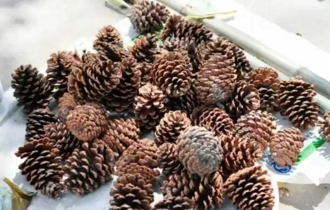 盆太高澆水腐根怎麼辦?這4種「小東西」墊盆底,不用再擔心!
