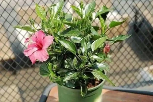 盆太高澆水腐根怎麼辦？這4種「小東西」墊盆底，不用再擔心！
