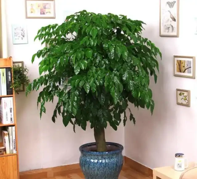 幸福樹冬季嘩嘩掉葉子,從這3點入手,找到原因救治,蹭蹭長新葉