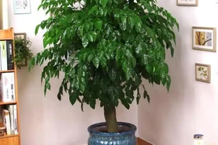 幸福樹冬季嘩嘩掉葉子，從這3點入手，找到原因救治，蹭蹭長新葉