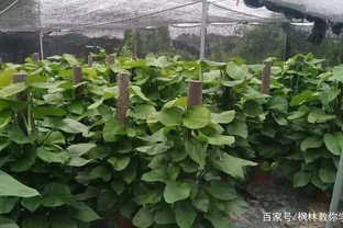牢記「大葉黃金葛」的「3喜3怕」，還愁養不好