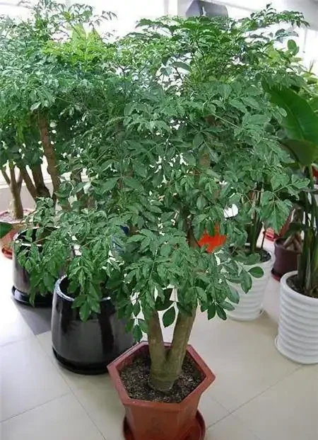 幸福樹掉葉子?3個原因解決好,屋裡綠油油,長得快又高