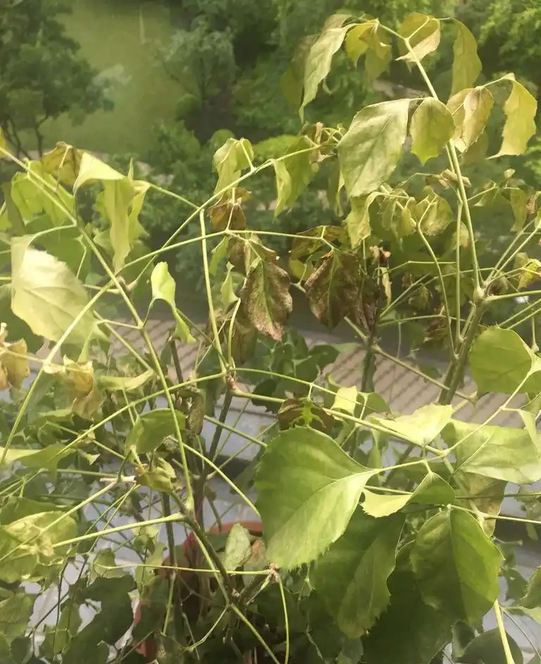 幸福樹掉葉子?3個原因解決好,屋裡綠油油,長得快又高