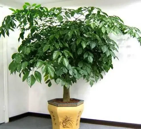 幸福樹掉葉子？3個原因解決好，屋裡綠油油，長得快又高