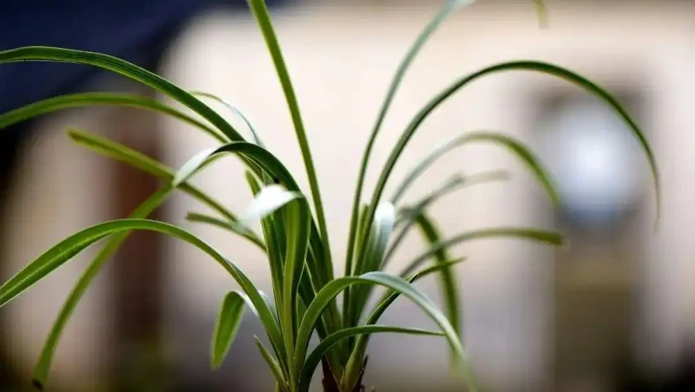 蘭花有花苞了能換盆嗎?可以!注意3個細節就行了