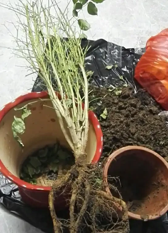 幸福樹掉葉子?3個原因解決好,屋裡綠油油,長得快又高