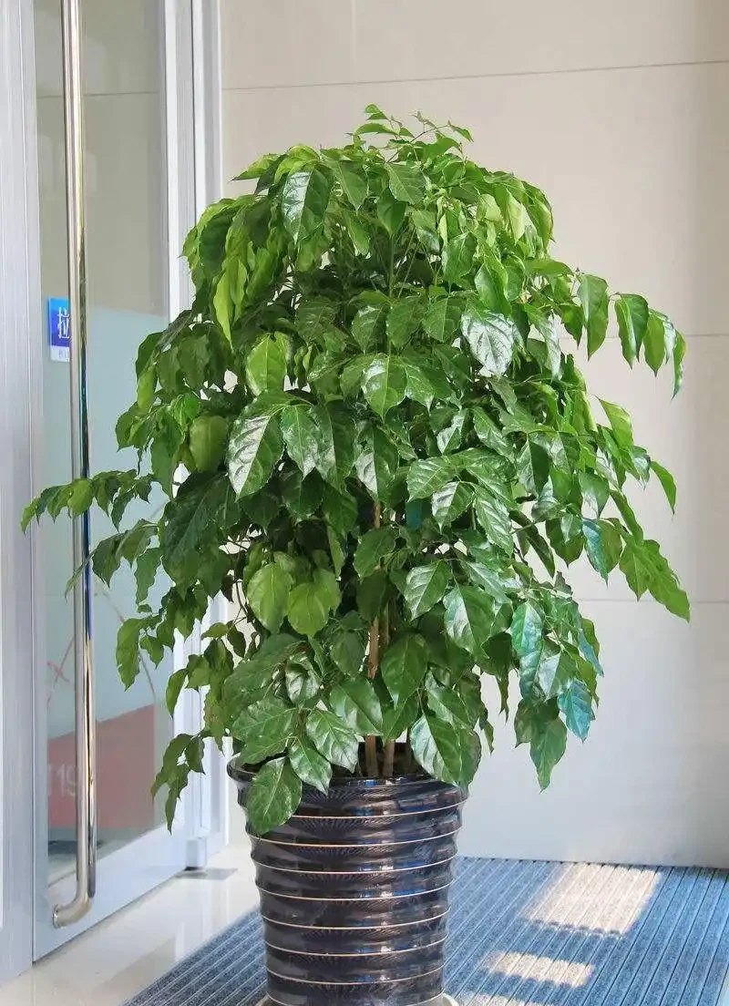 幸福樹掉葉子?3個原因解決好,屋裡綠油油,長得快又高