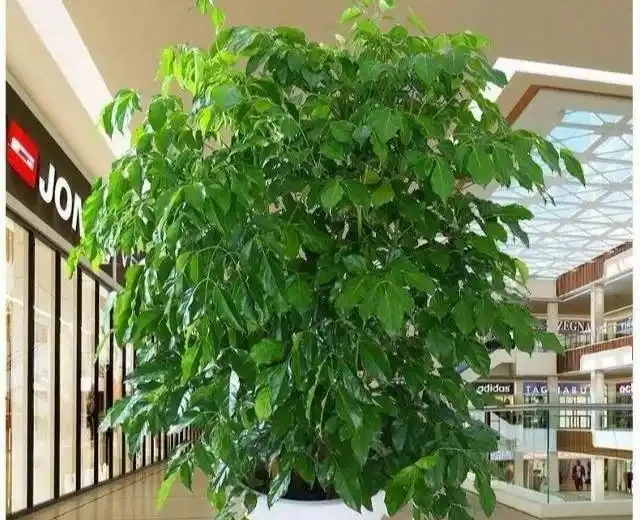 幸福樹掉葉子?3個原因解決好,屋裡綠油油,長得快又高