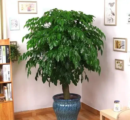 幸福樹掉葉子?3個原因解決好,屋裡綠油油,長得快又高