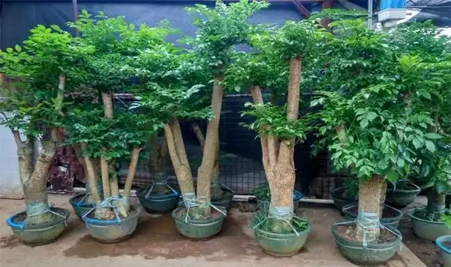 幸福樹掉葉子?3個原因解決好,屋裡綠油油,長得快又高