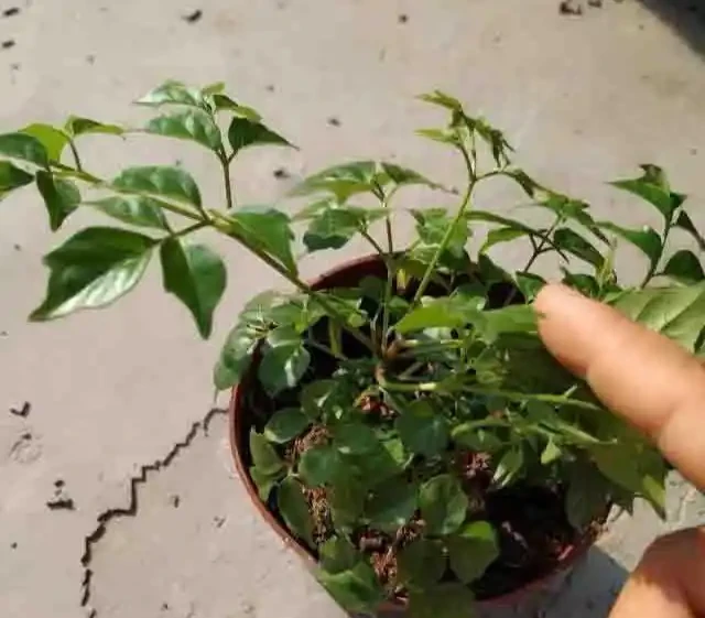 幸福樹掉葉子?3個原因解決好,屋裡綠油油,長得快又高