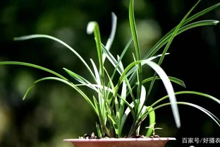 蘭花有花苞了能換盆嗎？可以！注意3個細節就行了
