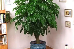 幸福樹掉葉子？3個原因解決好，屋裡綠油油，長得快又高