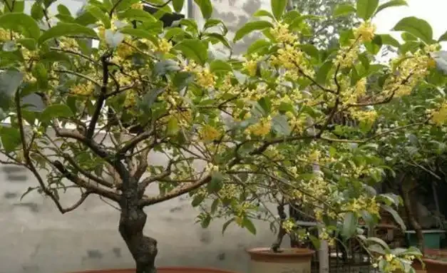 木樨葉子焦乾,落葉?3個步驟做好了,年年「木樨」掛一樹