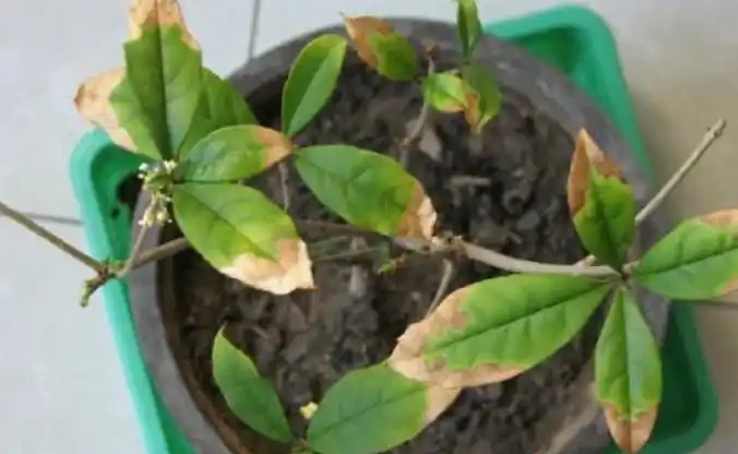 木樨葉子焦乾,落葉?3個步驟做好了,年年「木樨」掛一樹