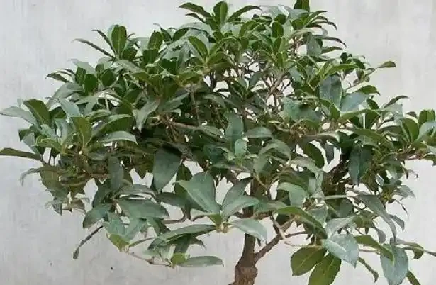 木樨葉子焦乾,落葉?3個步驟做好了,年年「木樨」掛一樹