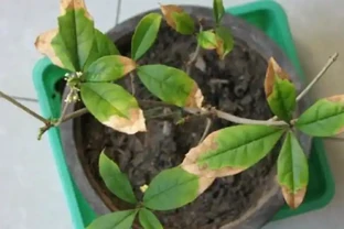 木樨葉子焦乾，落葉？3個步驟做好了，年年「木樨」掛一樹