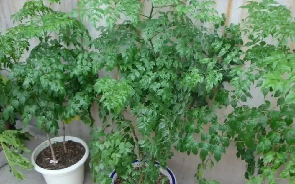 養幸福,樹葉子發黃乾枯,該如何解決?